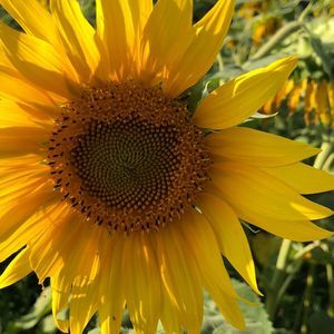 Meet your Posher, Marie